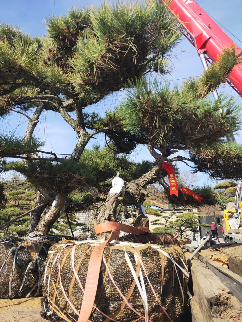 泉州平顶松:城市绿肺的象征