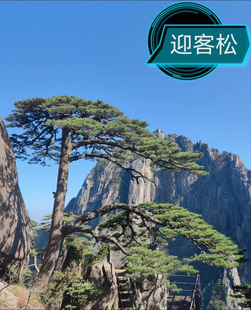 探索自然之美——造型黑松的设计与应用