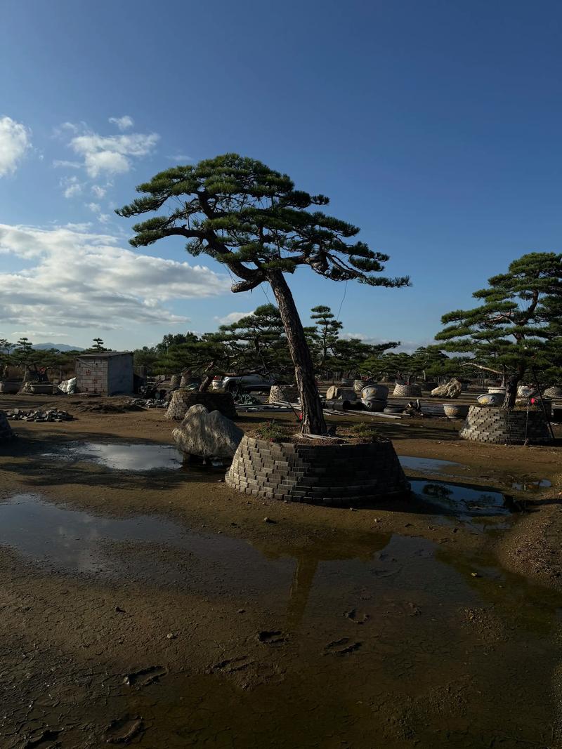 泉州平顶松：城市绿肺的守护者