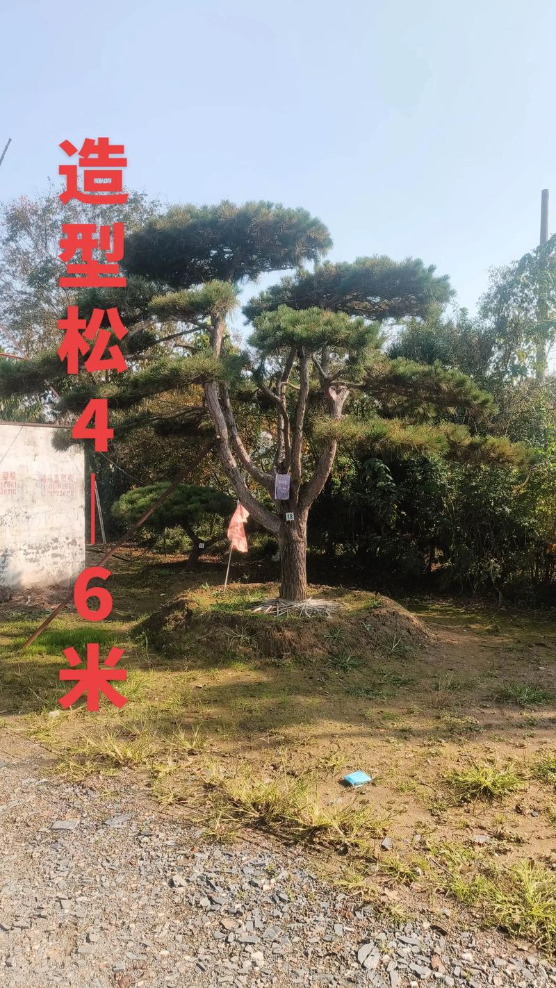 泉州平顶松：城市绿肺的新篇章