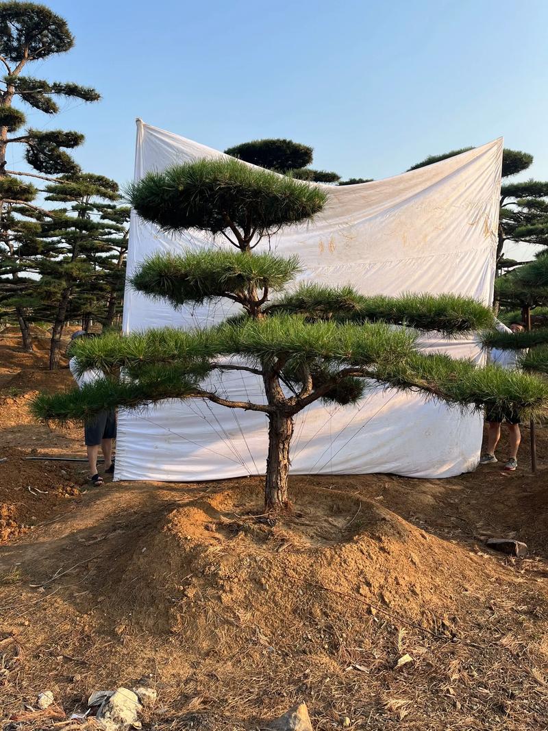 景观松在园林中的独特魅力