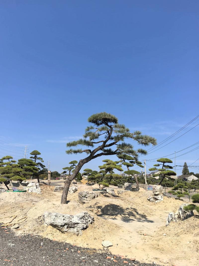 黑松造型:匠人之心与自然之美