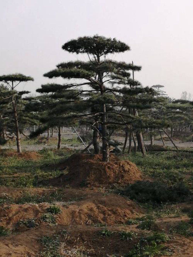 景观松基地：构建绿色生态的新篇章