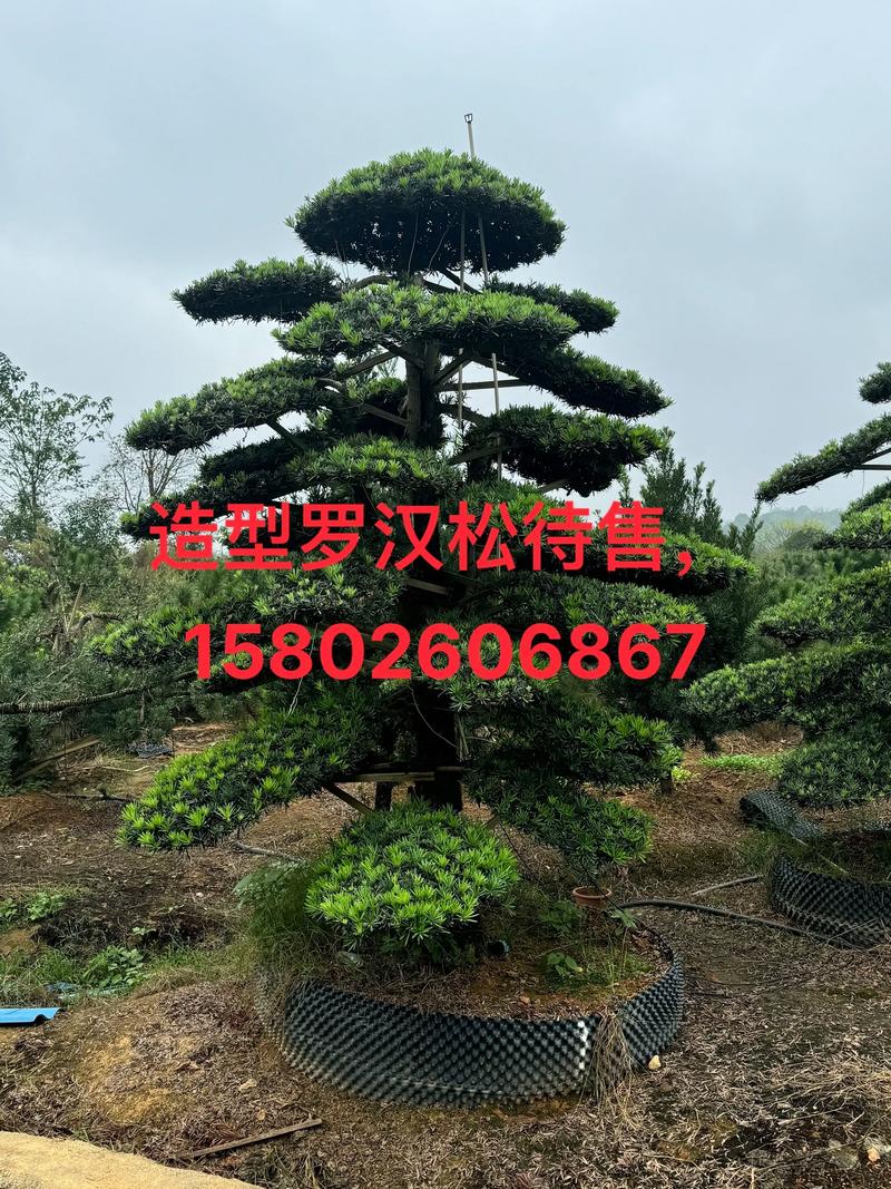 泰山迎客松:中国自然风光中的灵魂篇章