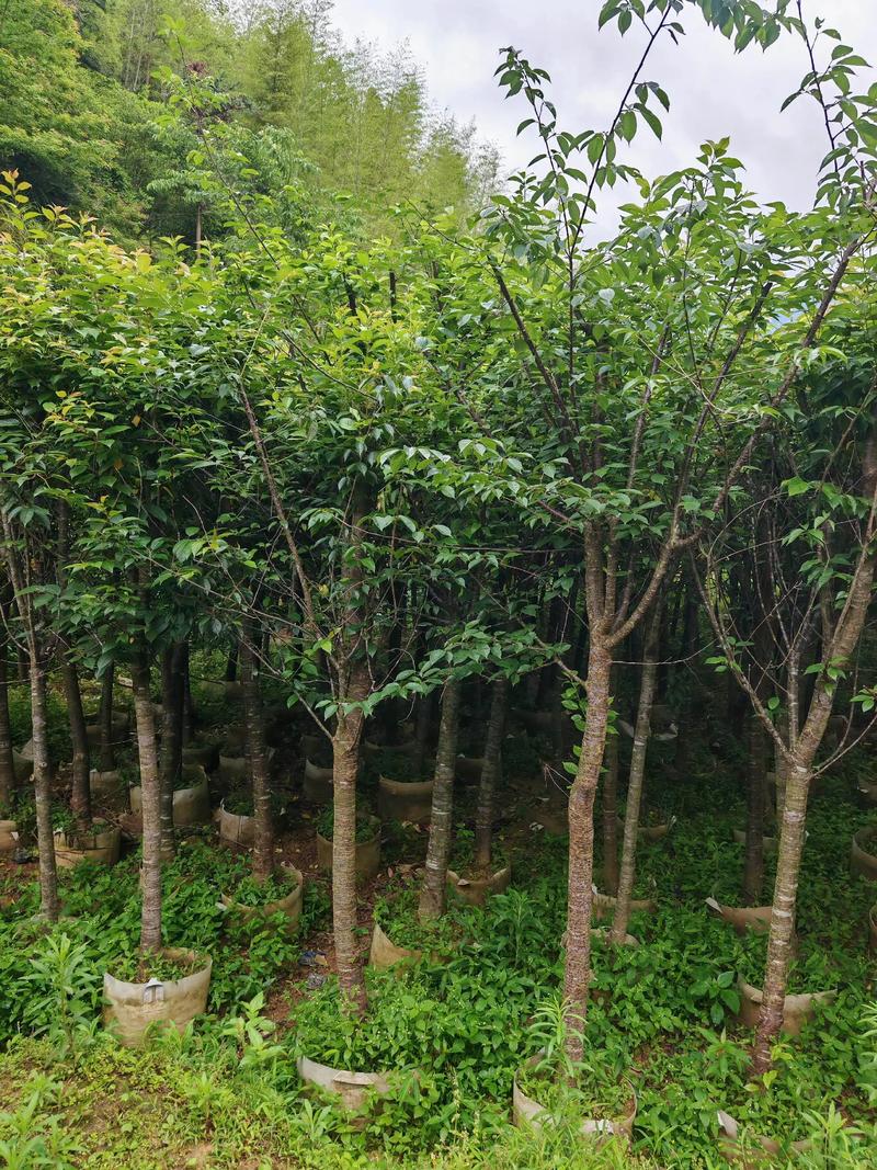 黑松养护的技术与实践